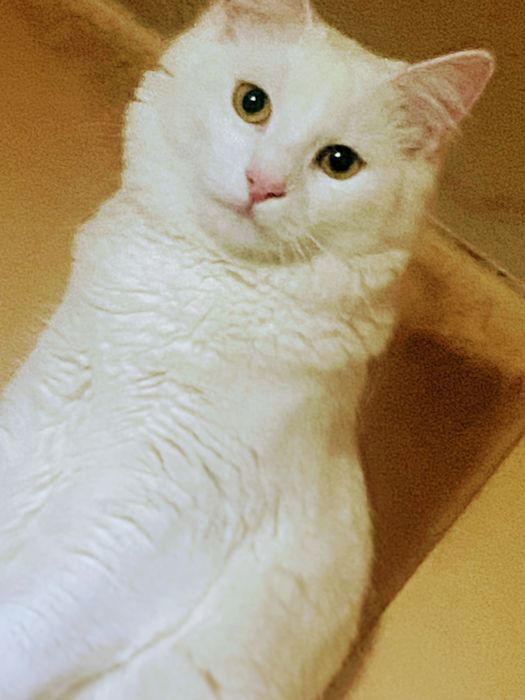 Домашна котка - НИЯ