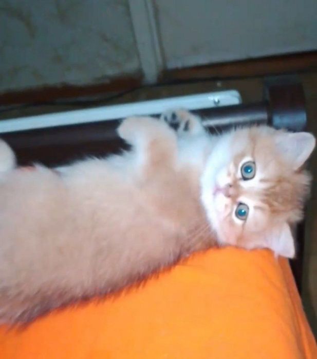 Золотые британские котята