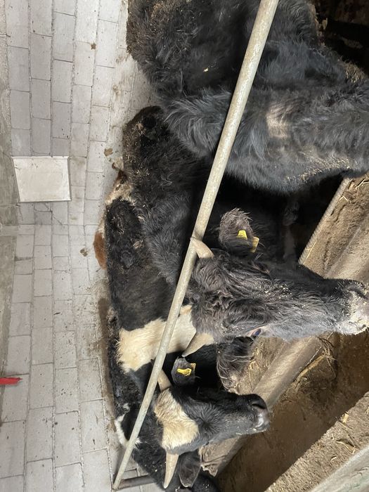 продам бычков 1.3 1.5 срочно