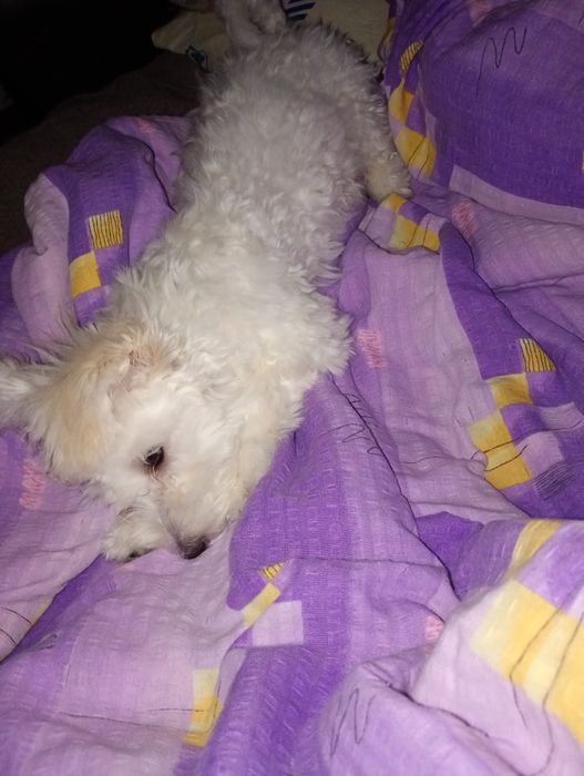 Cățel bichon maltez