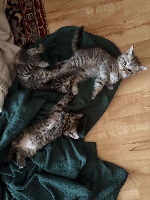 Отдам котят в добрые люди