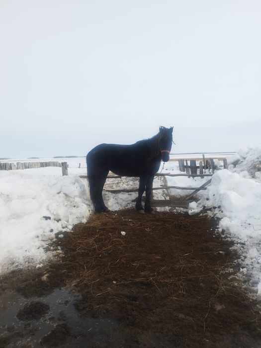 Продам продам кобылку