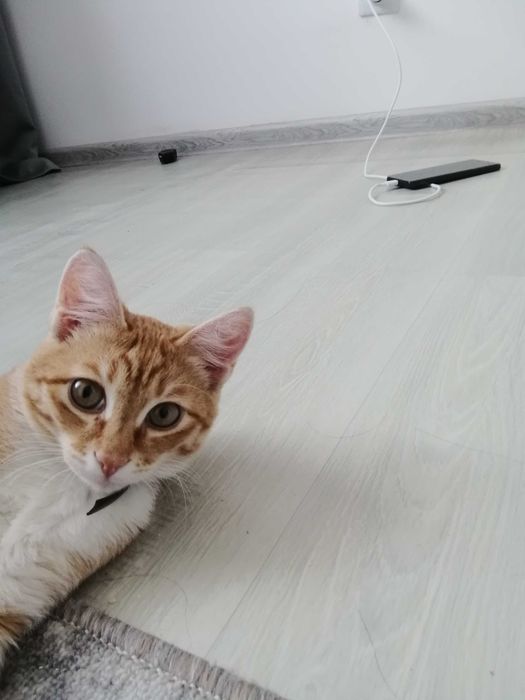 Отдам в хорошие руки кота