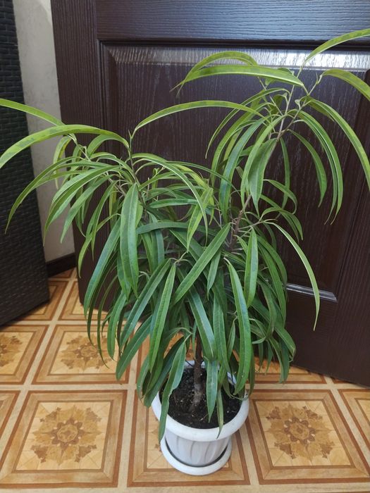 фикус амстел грин голд