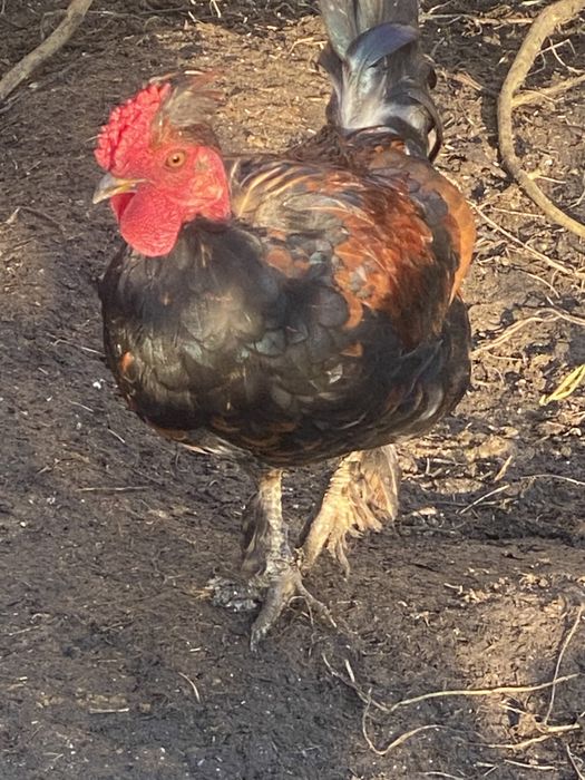 Vannd sau schimb cocosi pitice