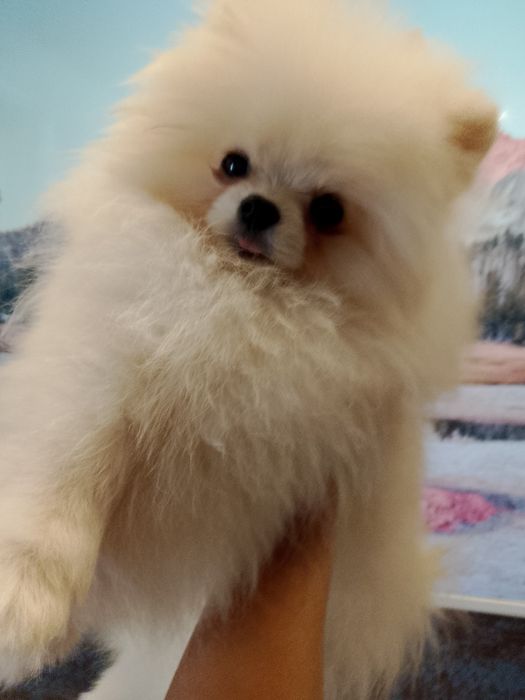 Померанский шпиц