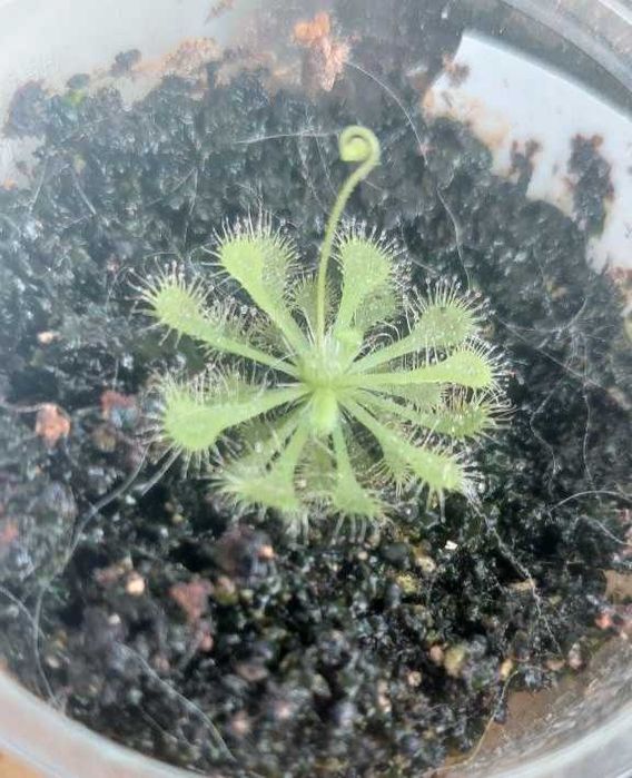 Семена на насекомоядни (хищни) растения: дионея, росянка