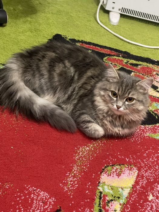 Кошка 9 месяцев