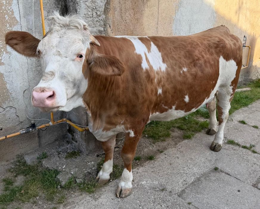 Vand juninca de rasa Baltata romaneasca in luna a 9-a.