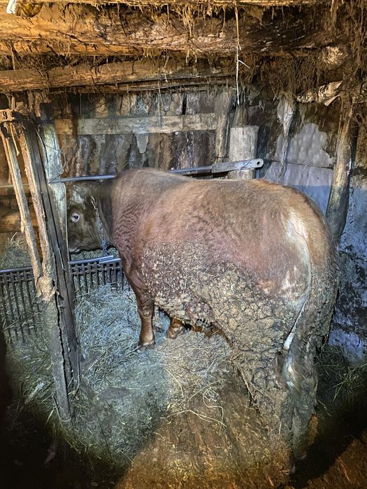 Бұқа откорм (бык)