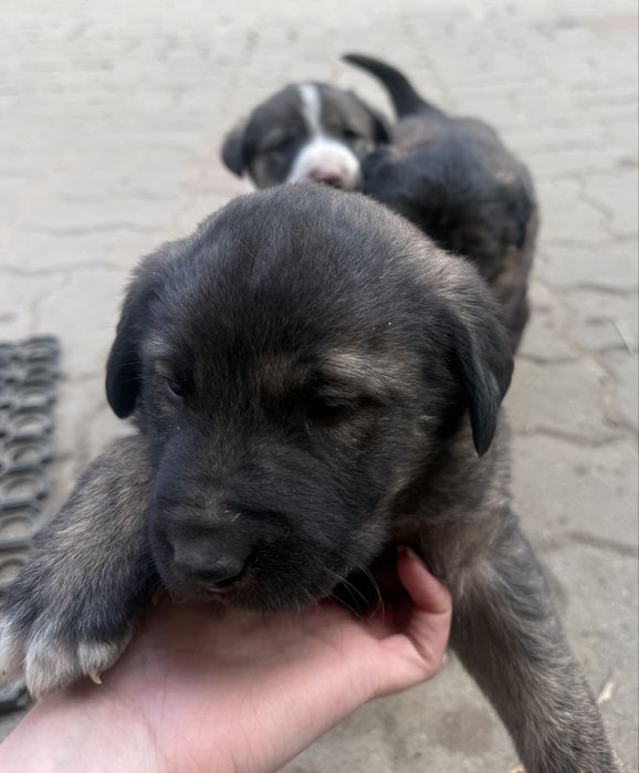 3 catelusi spre adoptie