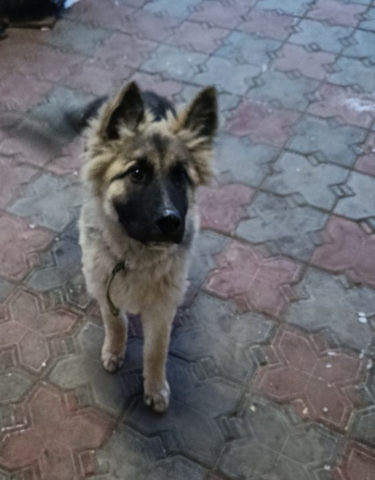 Продам восточно-европейского щенка