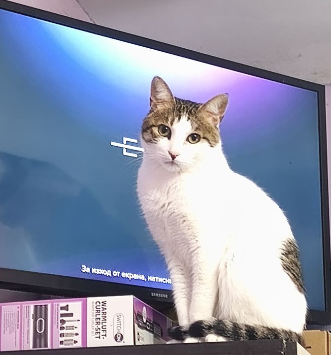 Подарявам коте мъжко