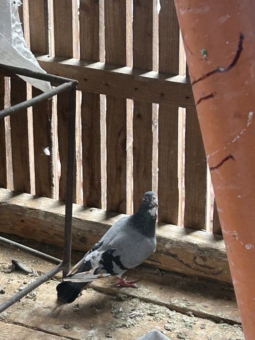 Vand porumbei voiajori