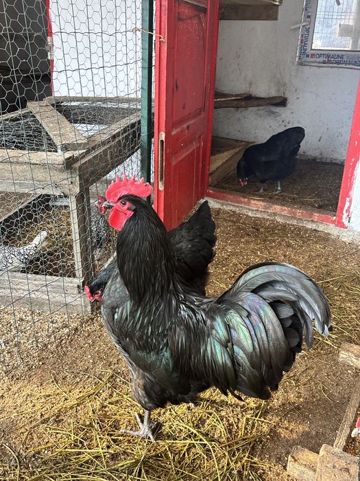 Ouă de incubat Australorp Negru
