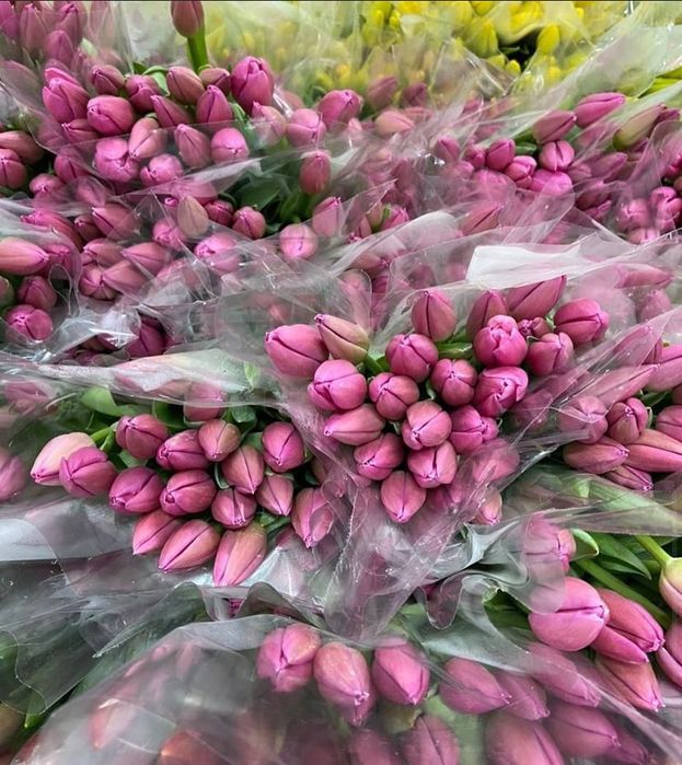 Тюльпан, Тюльпаны на 8 марта