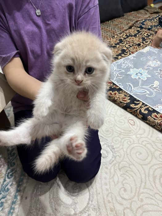 Продам котята пародестие
