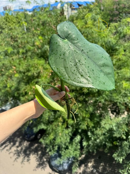 Syngonium chiapense, cuttinguri bine înrădăcinate cu alb pe tulpina