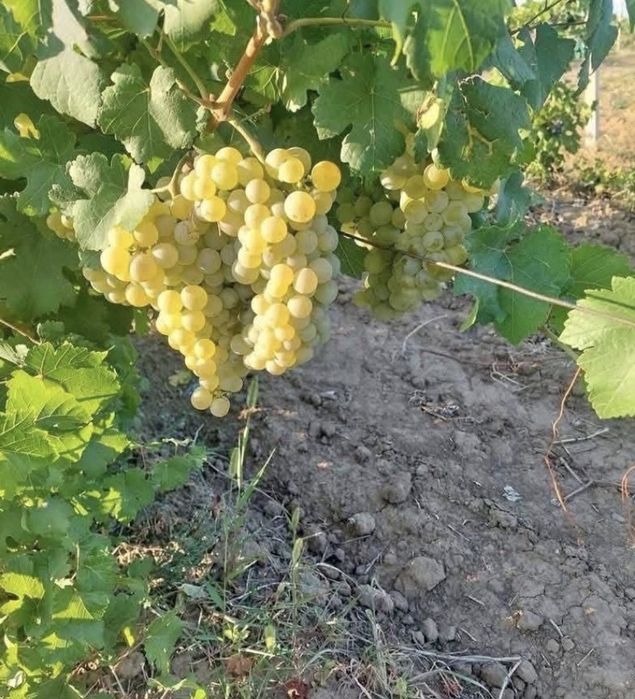 Struguri de vin