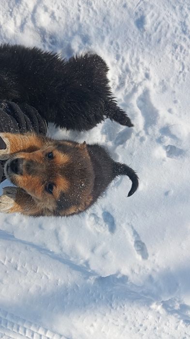 Щенки 3месяца в добрые руки