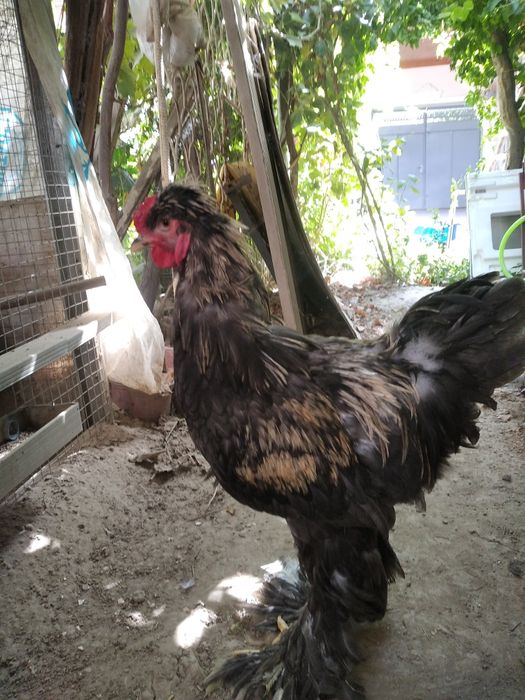 Декоративные  Хорозлар бокишга 3та 3хил рангидан бор