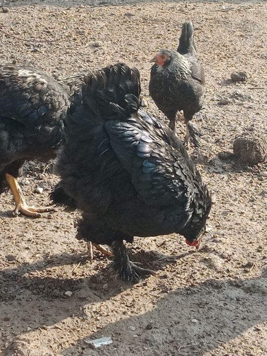 Zotli baquvvat va chiroyli Dakan Brama Qora Shahzoda sotiladi