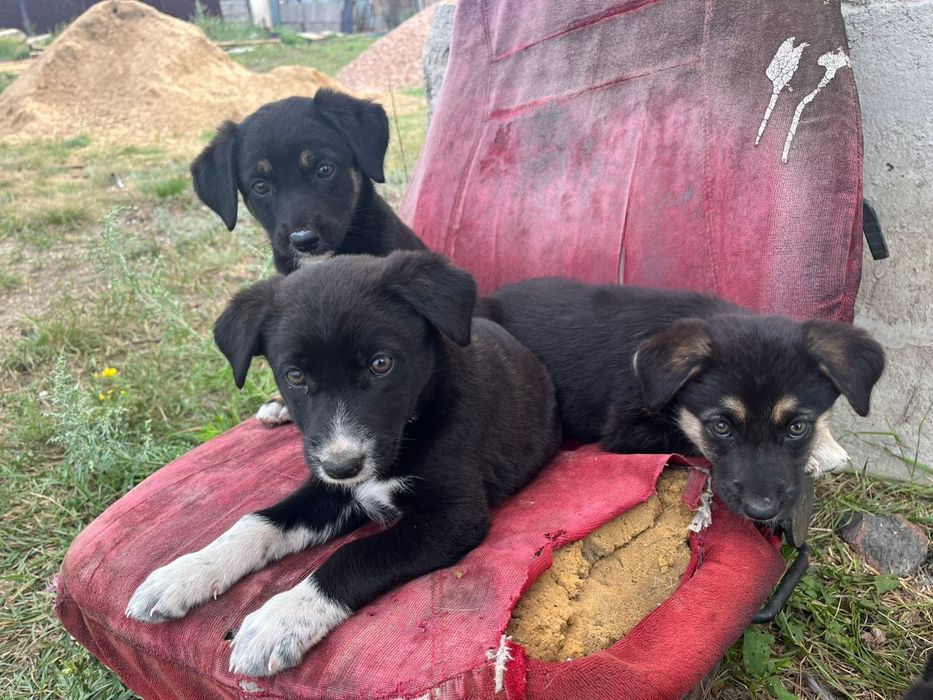 Отдам щенят в добрые руки