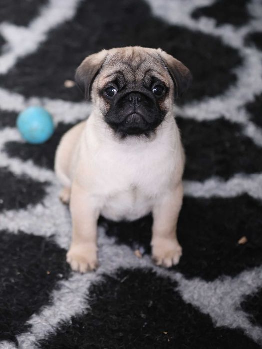 Mops Pug cu pedigree canisa Dogisland autorizata