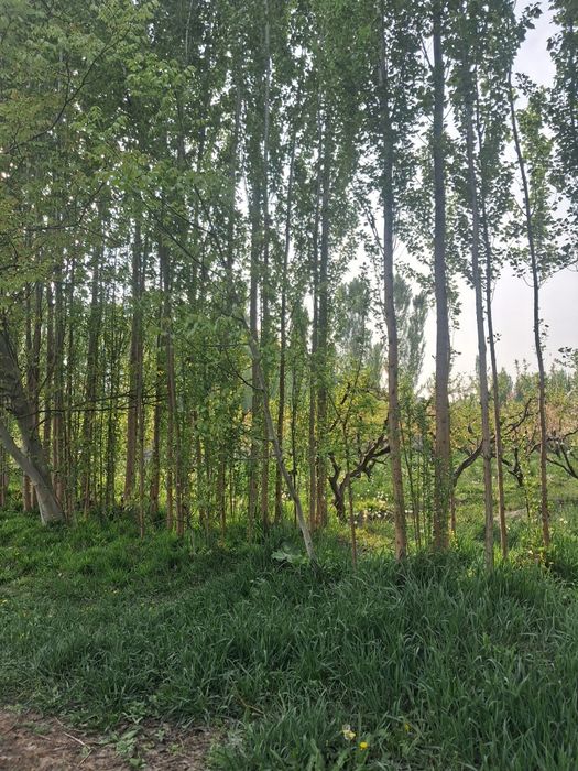 10 sotix chek sotiladi