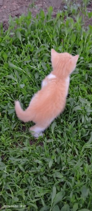 Очень красивые котята крысоловки