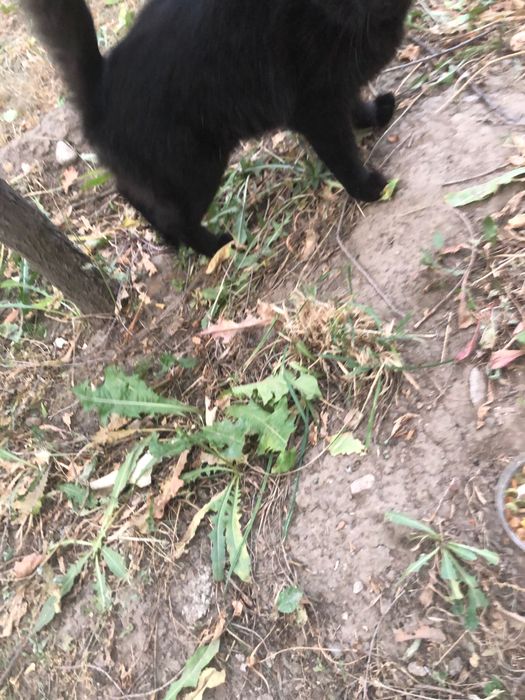 Найдена черная кошечка