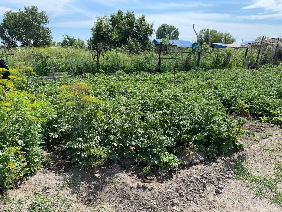 Продам дом в селе Курчум