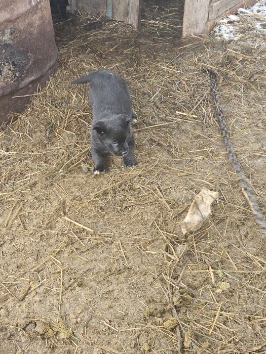 Щенки немецкой овчарки