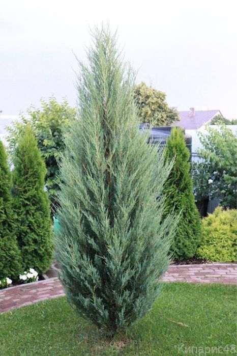 Можжевельник скальный