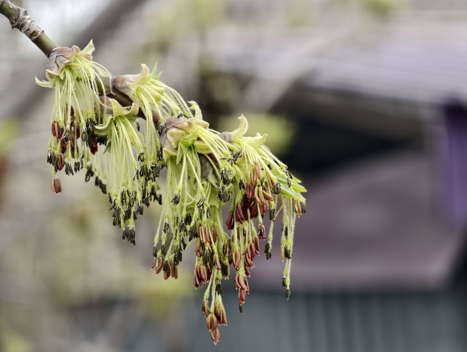 Vivo x200 pro 12/256