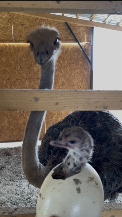 Pui de strut de o luna