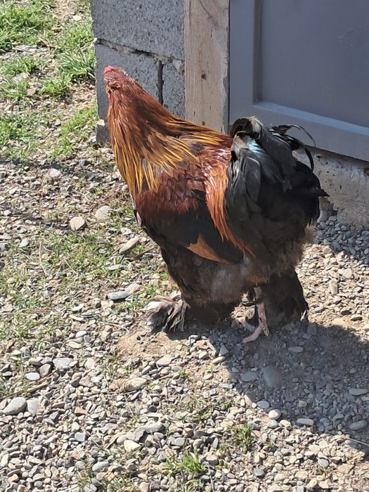 Брам кораздар 2штук