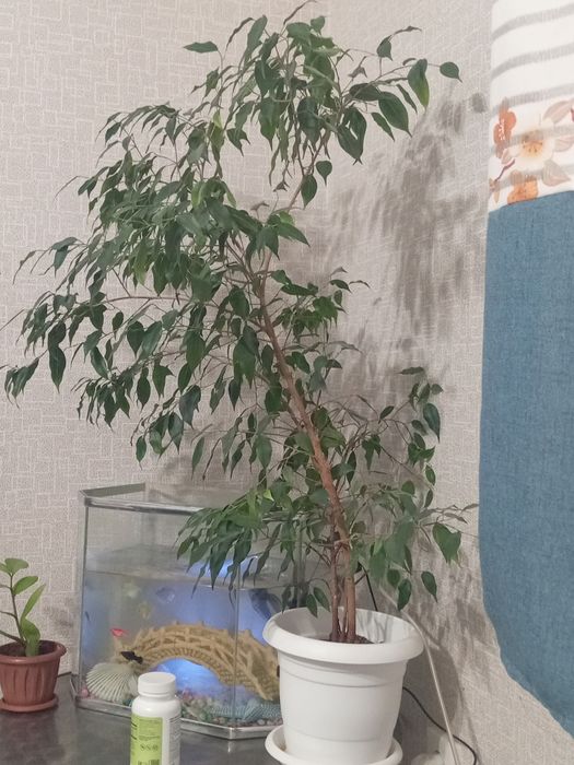 Продам цветок Фикус Бенжамин