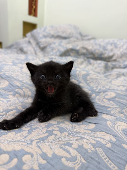 Отдам котят в хорошие руки!