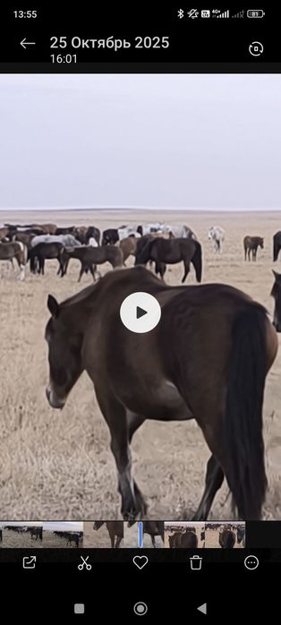 Кобылы на продажу срочно!