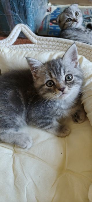 Продажа породистых котят,  им 2-мес.
