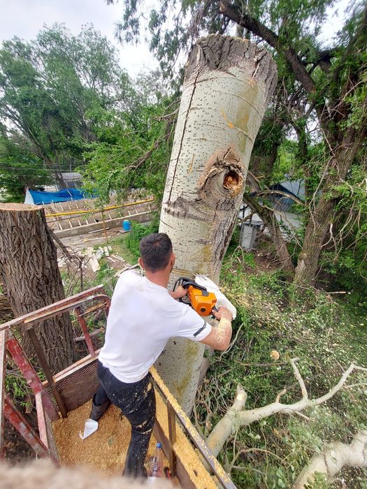 Спил деревьев, обрезка,  ағаш кесеміз