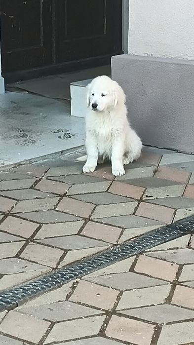 Golden Retriever cu Pedigree FCI