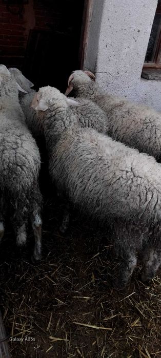 три мъжки шилета