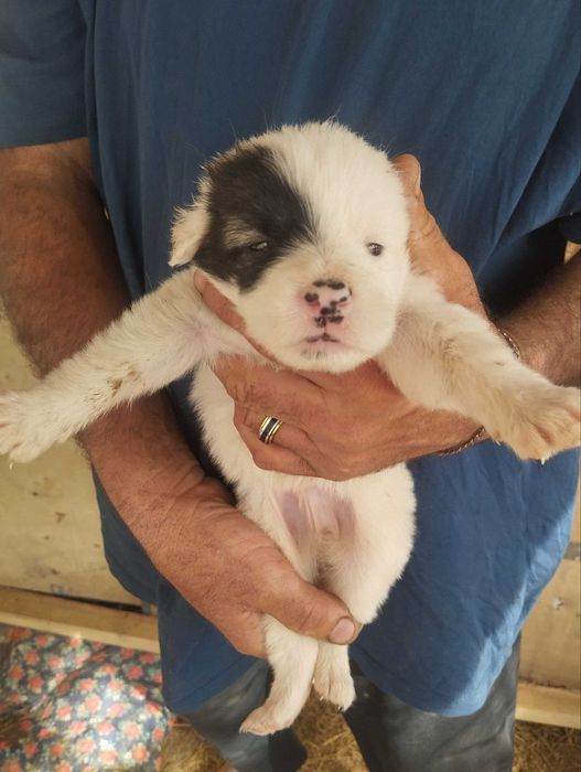 Отдам щенят бесплатно