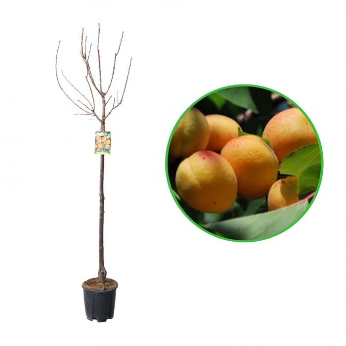 Pomi Fructiferi la Ghiveci (Cais )