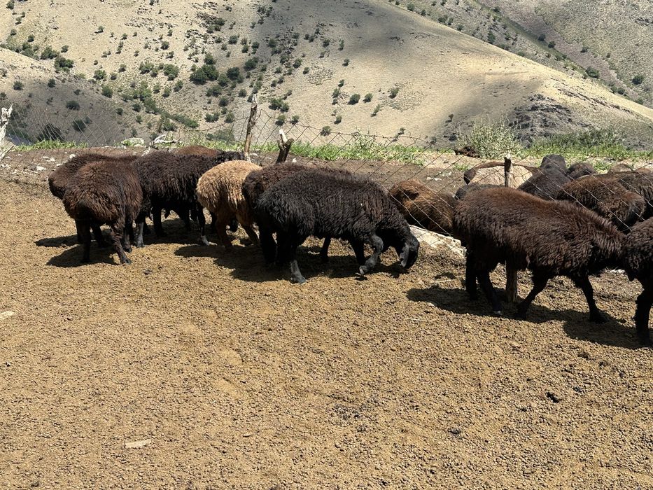 Erkak Qo'zilar bor sotiladigan