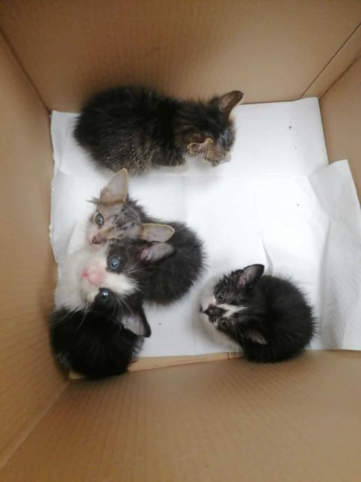 Котенца си търсят дом