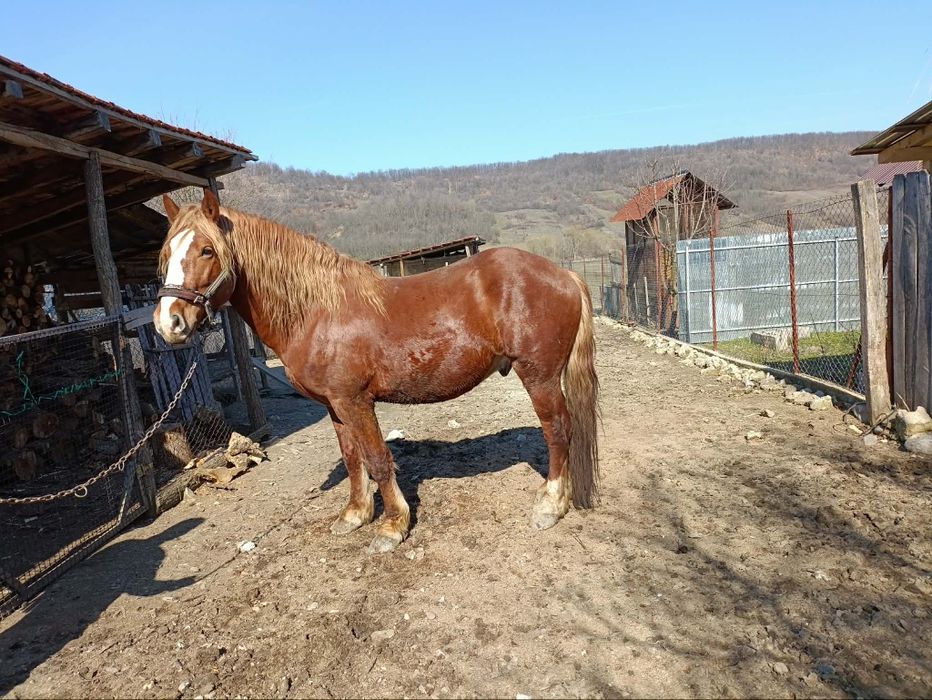 Cal de vînzare , vârsta de 4 ani jumătate