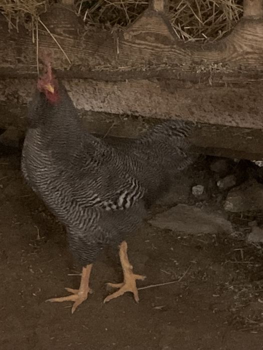 Pasari 2025 tinere plopeni suceava